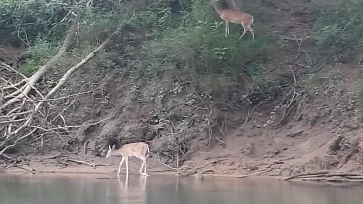 A wild deer walked beside them for minutes - and nobody saw it coming