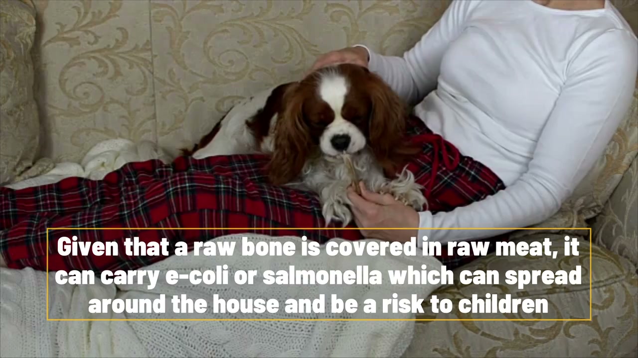 Crucial rules on dog bones that owners must know