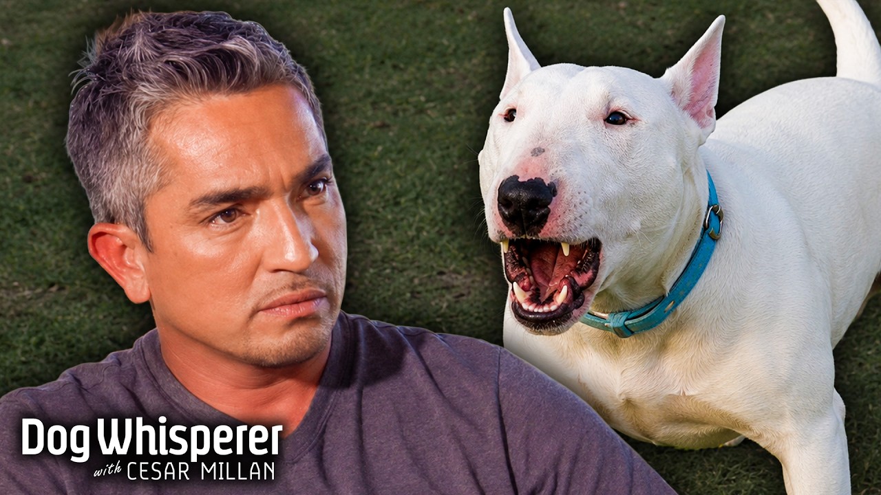 Reactive mini bull terrier attacks larger dogs on walks! Dog whisperer ...