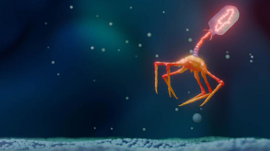 Phage therapy is seen as a potential solution to the rising tide of bacterial infections that cannot be treated with antibiotics