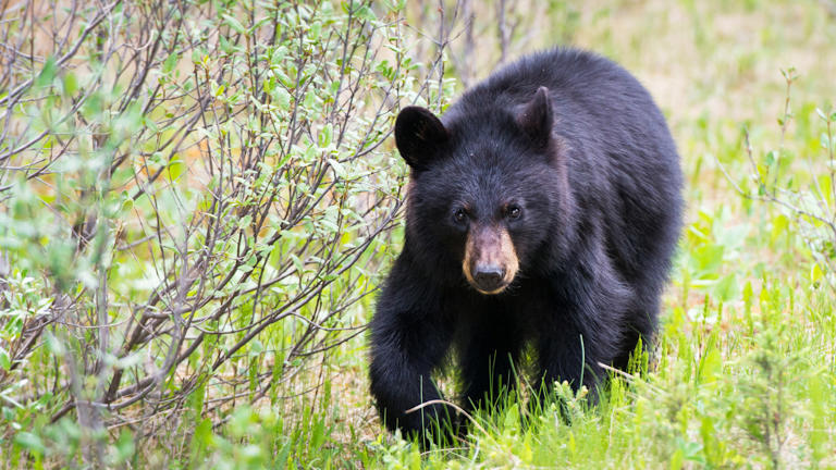 Camper charged for improper food storage in Banff National Park