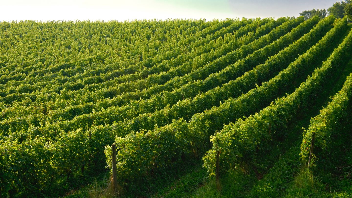 US vintner Quilceda Creek takes full ownership of Champoux Vineyard
