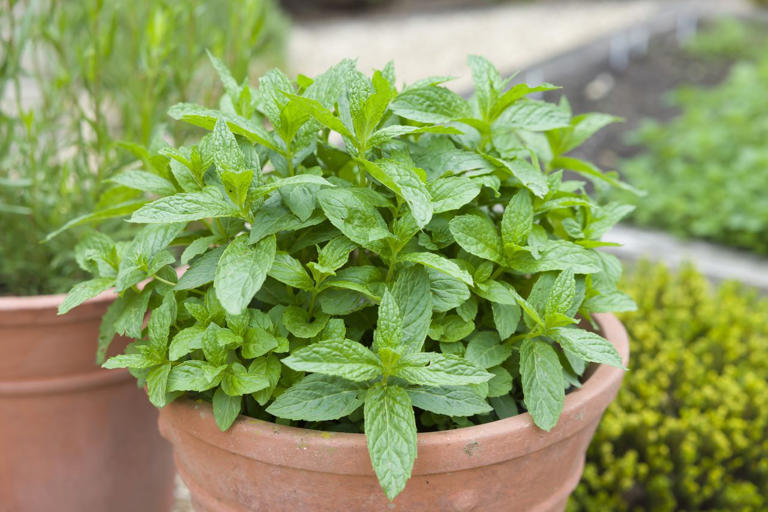 Skip the garden bed—these 6 perennials prefer growing in pots