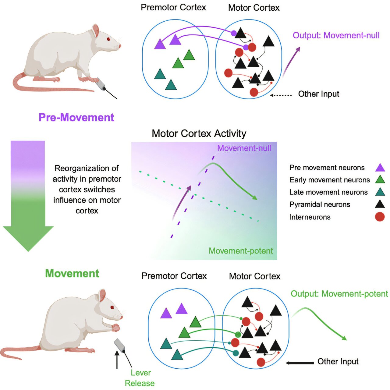 From planning to action: Fundamental insights on movement planning in ...