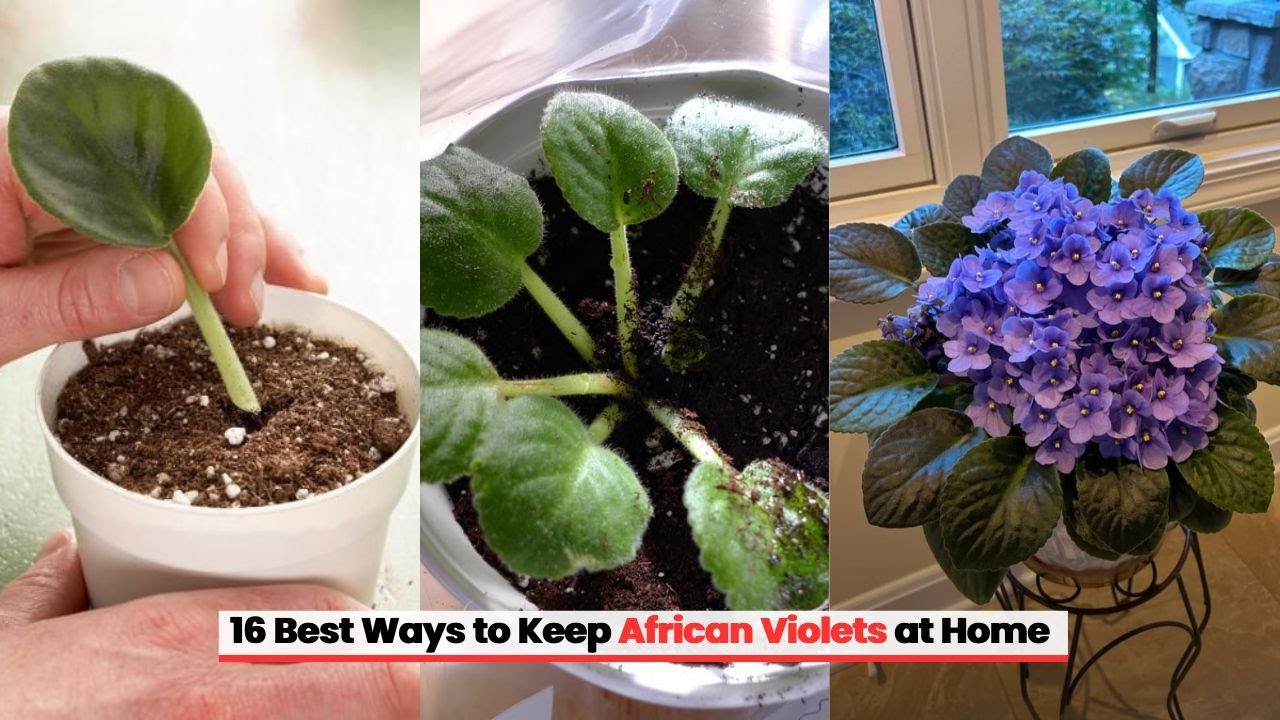 African violet care secrets for beautiful long lasting blooms