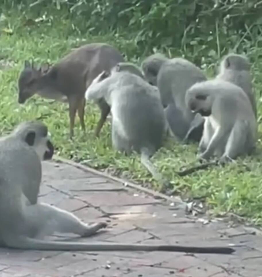 These animals have a 'wonderfully unexpected' friendship — so a researcher stopped to film it