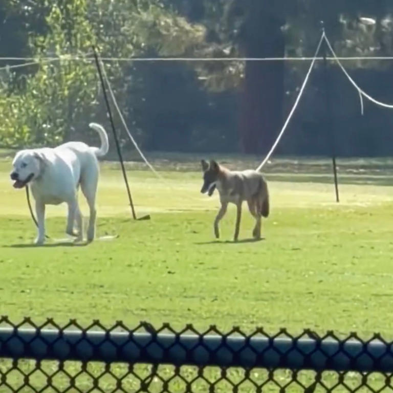 Moment LA park coyote breaks every stereotype in the book