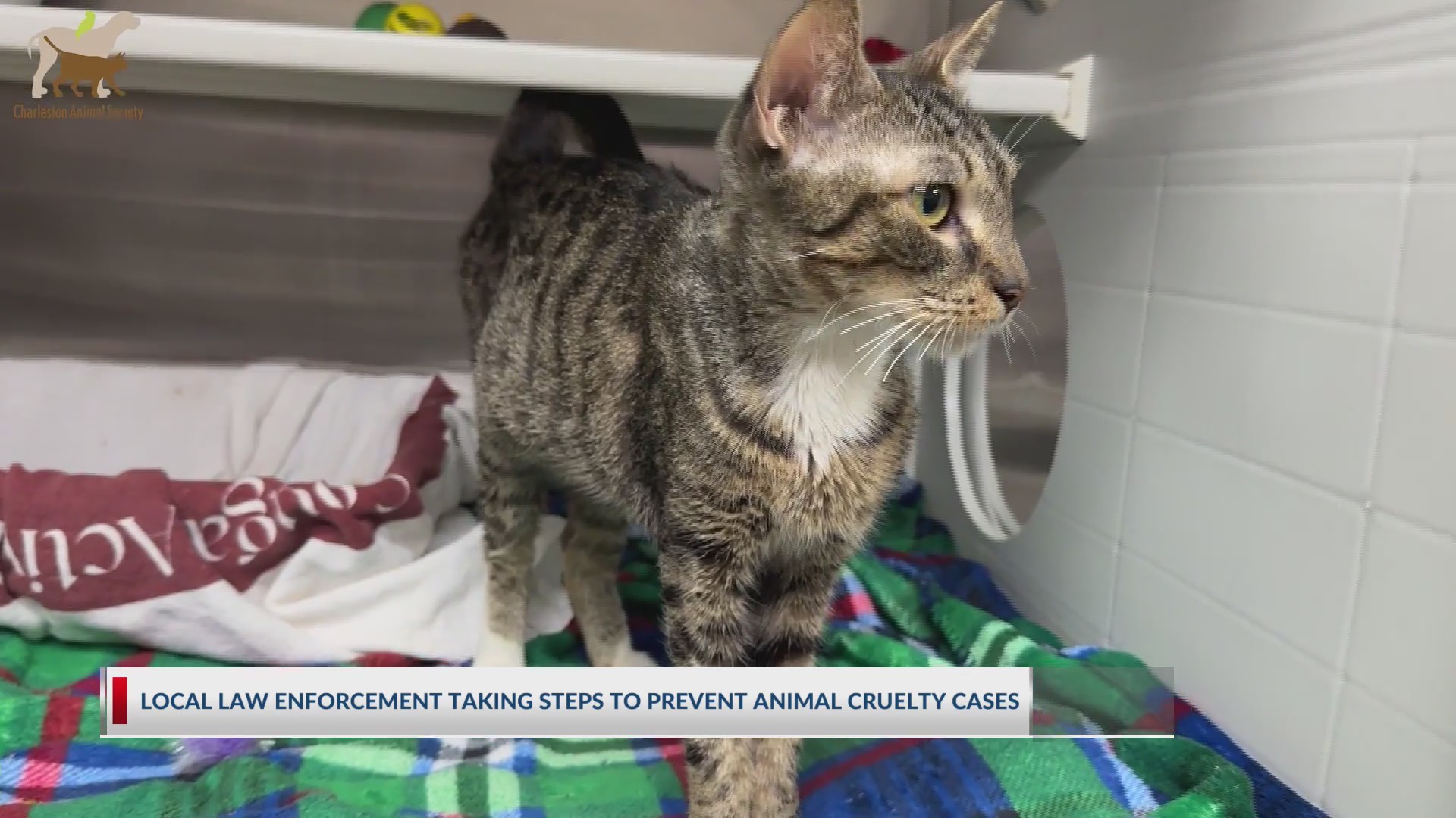 Local law enforcement taking steps to prevent animal cruelty cases