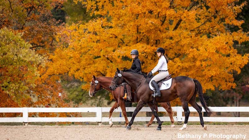 Following thoroughbreds beyond racing: The Jockey Club releases first ...