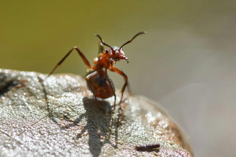 One ant can trigger colony-wide activity bursts, mathematical model ...