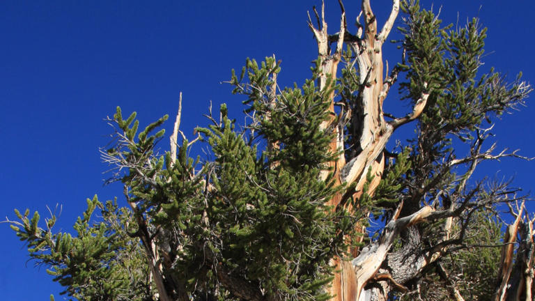 A California bristlecone pine has been alive for nearly 5,000 years ...