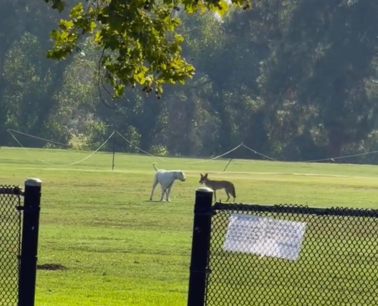 Moment LA park coyote breaks every stereotype in the book