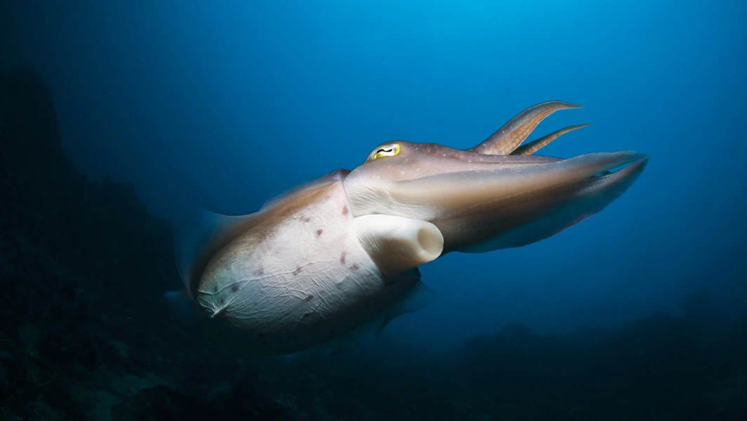 Cuttlefish biology, behavior, and adaptations