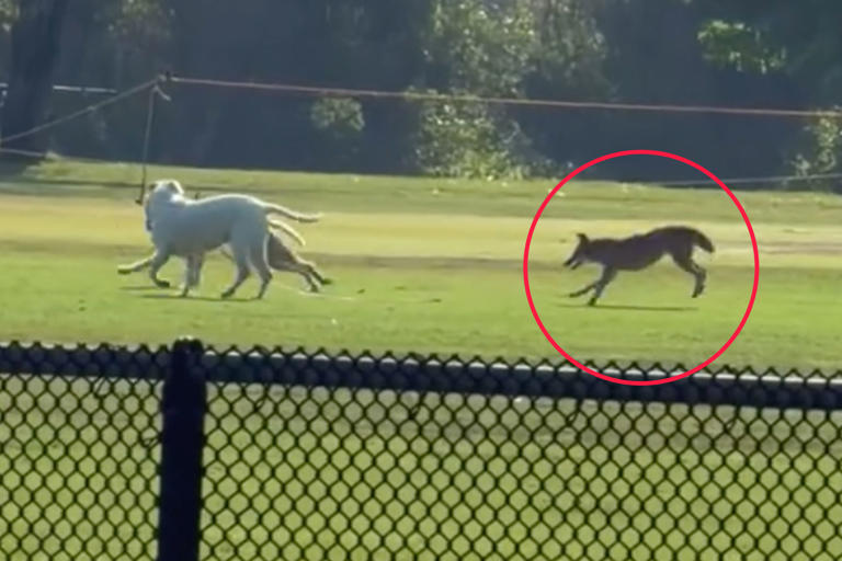Moment LA park coyote breaks every stereotype in the book