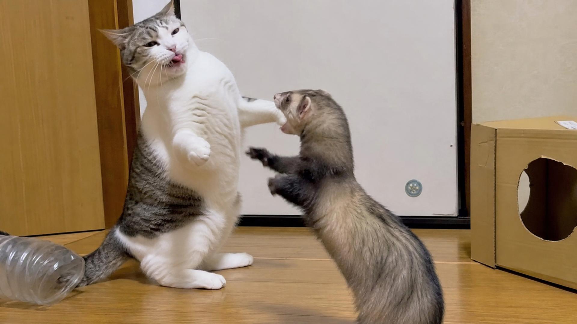 Cat questioning all life choices after fighting slinky ferret with ...