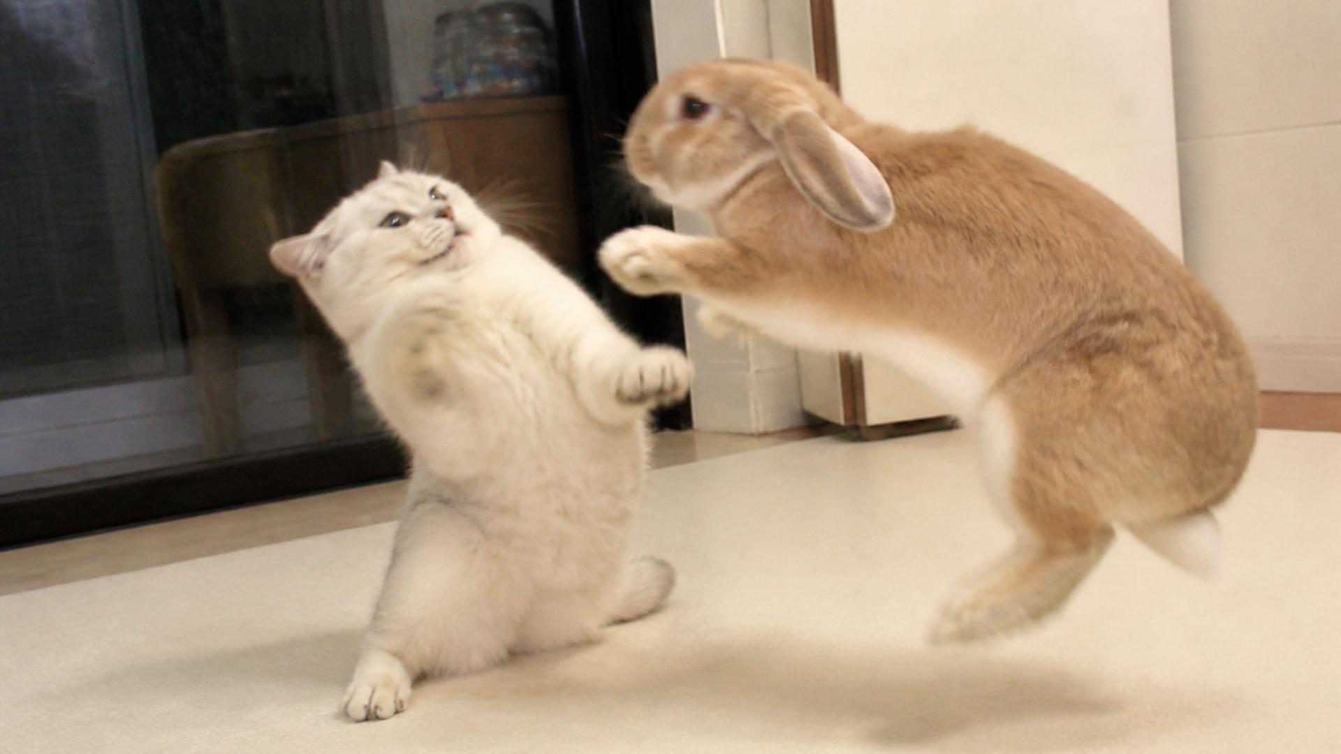 Tiny leg bunny activates turbo zoomies speedrun after slapping confused cat