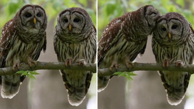 Barred owls mate for life, and this pair's tender grooming ritual shows why