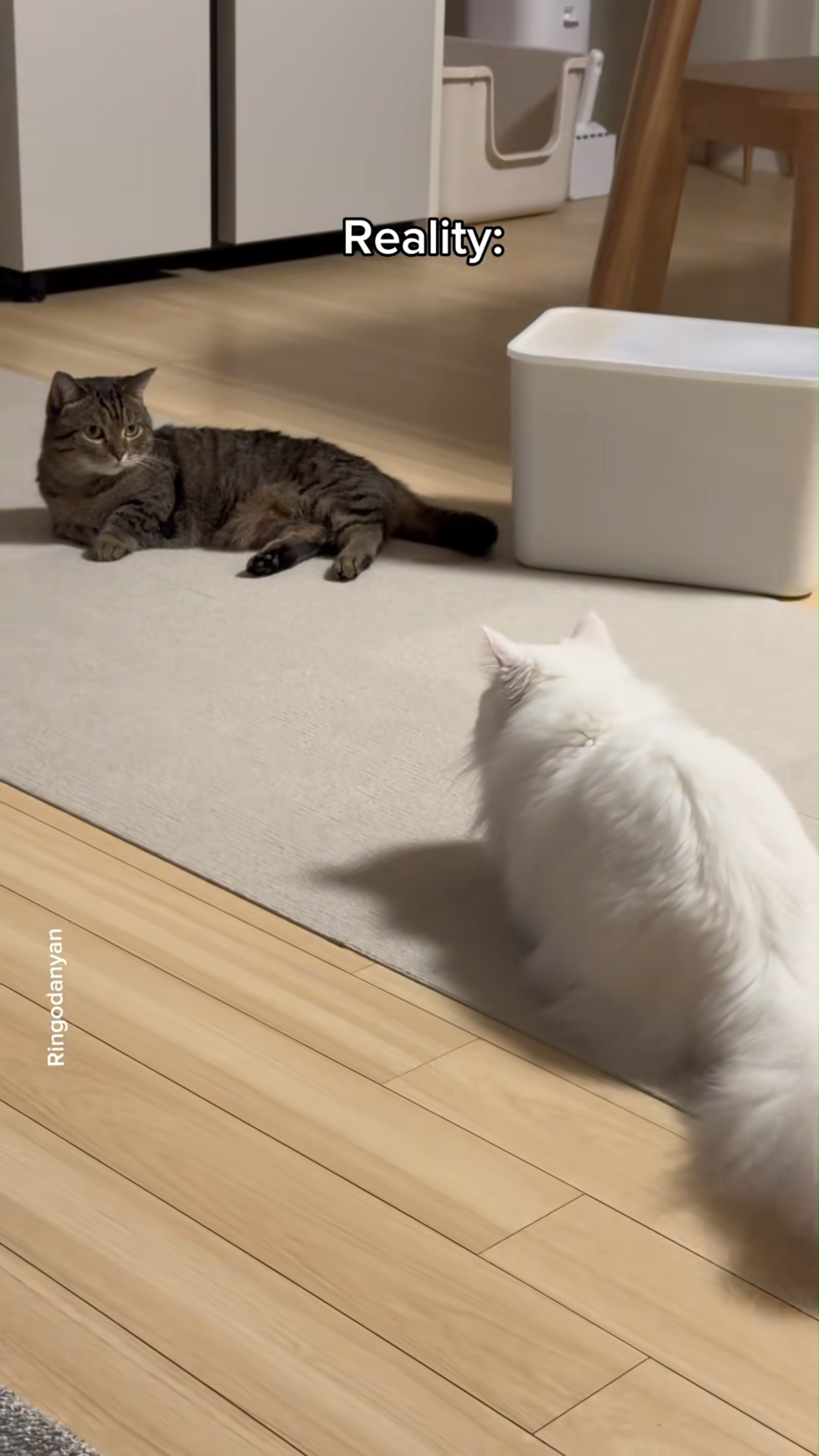 Cuddle cats in a playful fight heartwarming moments you can’t miss