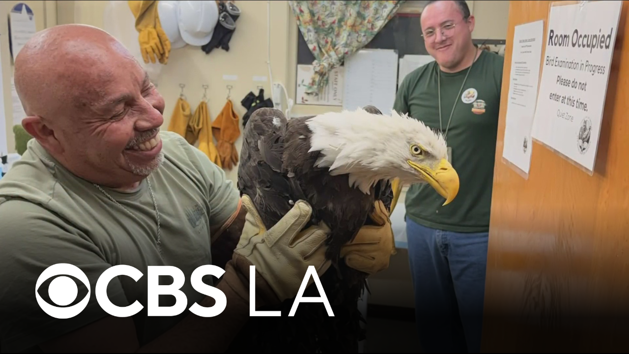 Ojai Raptor Center now accepting notes for recovering Big Bear bald ...