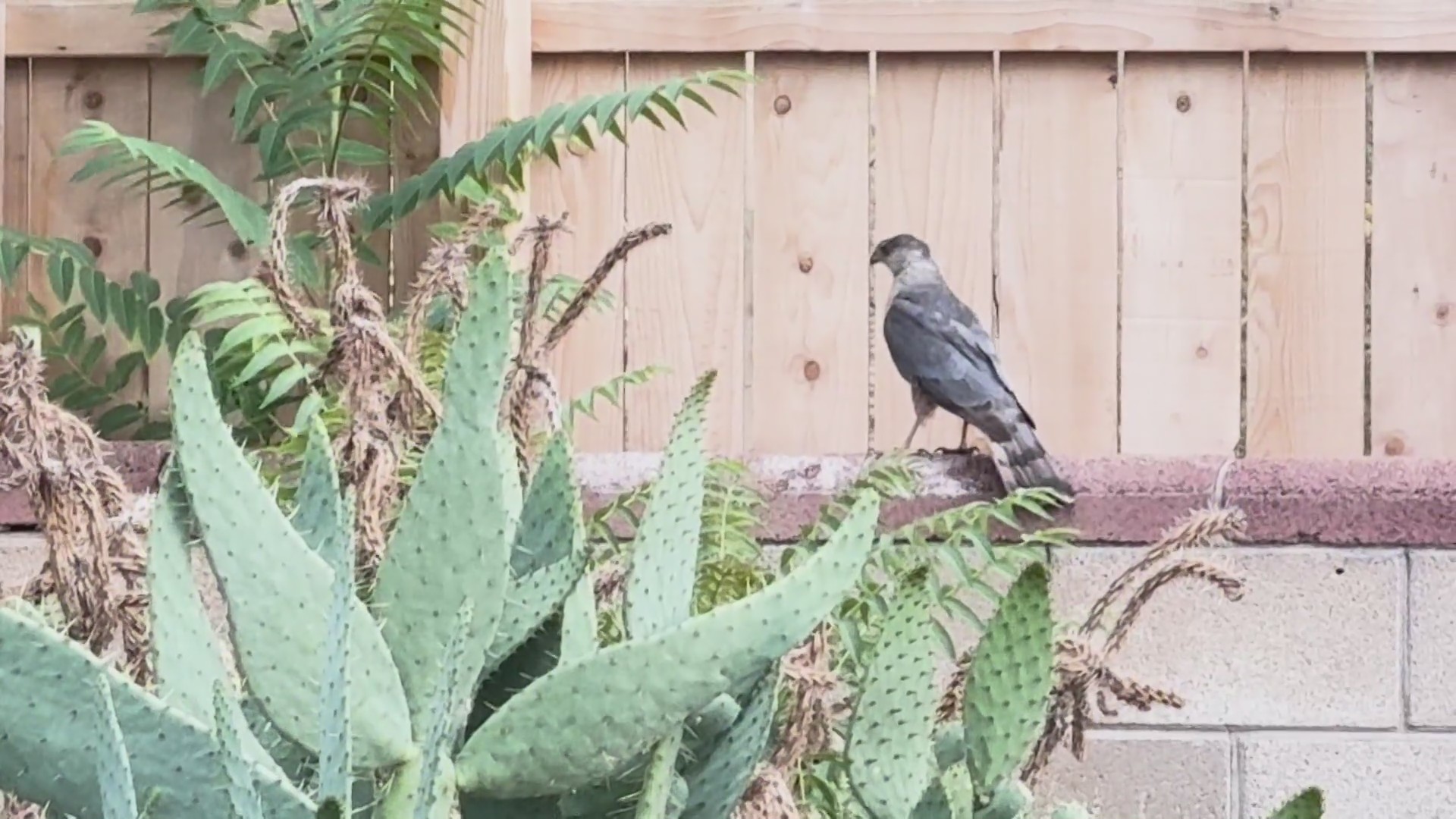 Decade-long study reveals the hazards Cooper's hawks face in Albuquerque