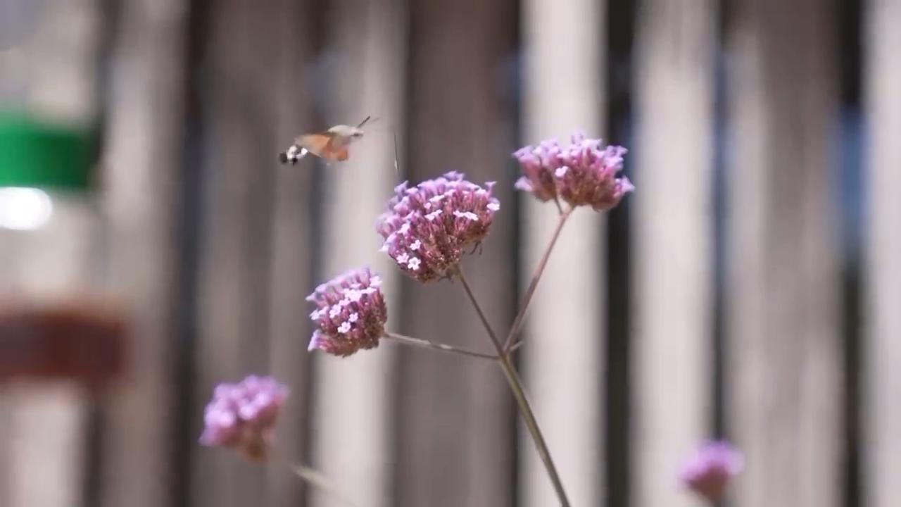 Britain sees boom in migrating hummingbird hawk-moths amid hot weather ...