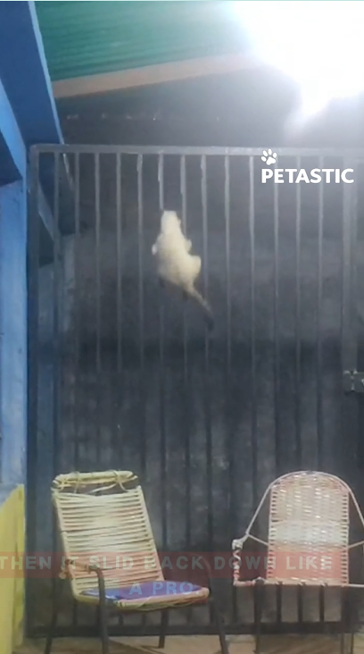 Cat shows fearless rescue instincts