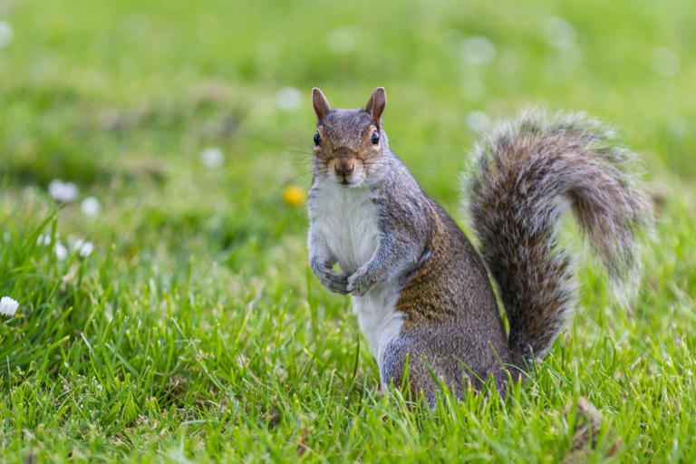 Why squirrels keep digging up your flower pots — and how to stop them