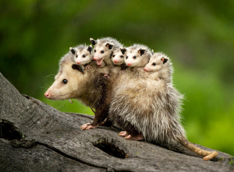 The surprising animals zookeepers love most