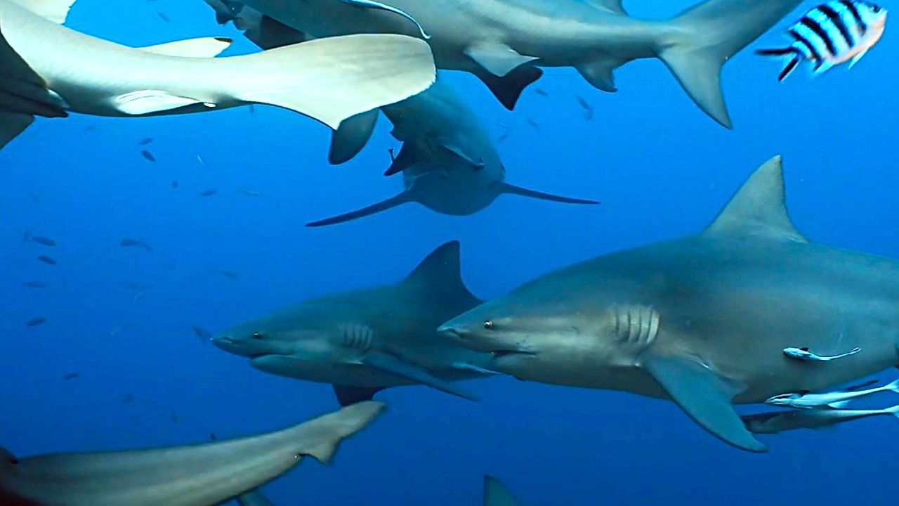 Bull sharks prefer the company of their own relatives