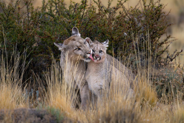 The surprising animals zookeepers love most