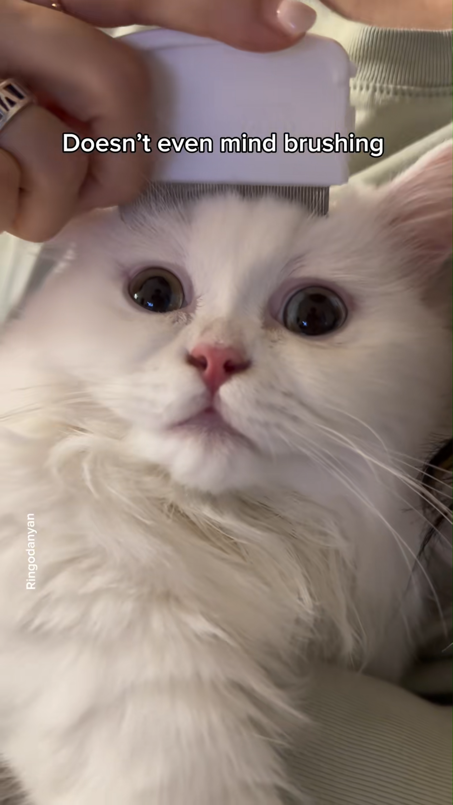 Watch a ragdoll cat’s adorable teenage moments that will melt your heart