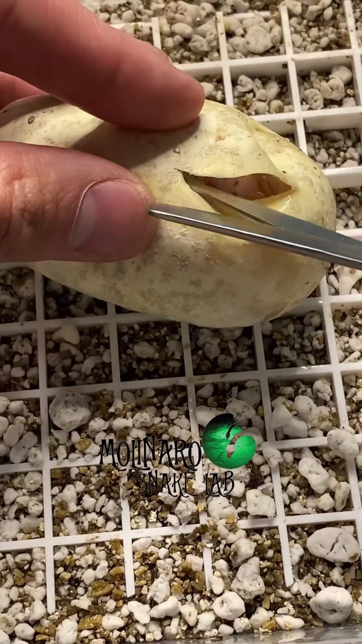 Hatching ball pythons!