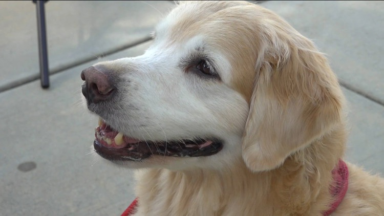 Meet Winston: the eight-year-old golden retriever lifting spirits across San Diego Unified schools
