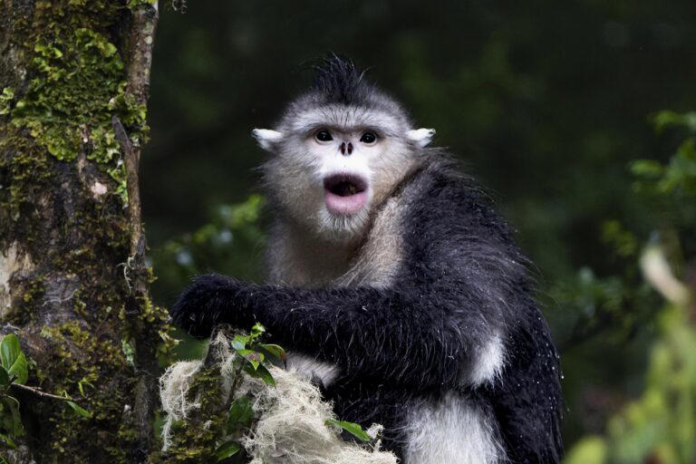 Protecting primates could protect thousands of other species, study finds