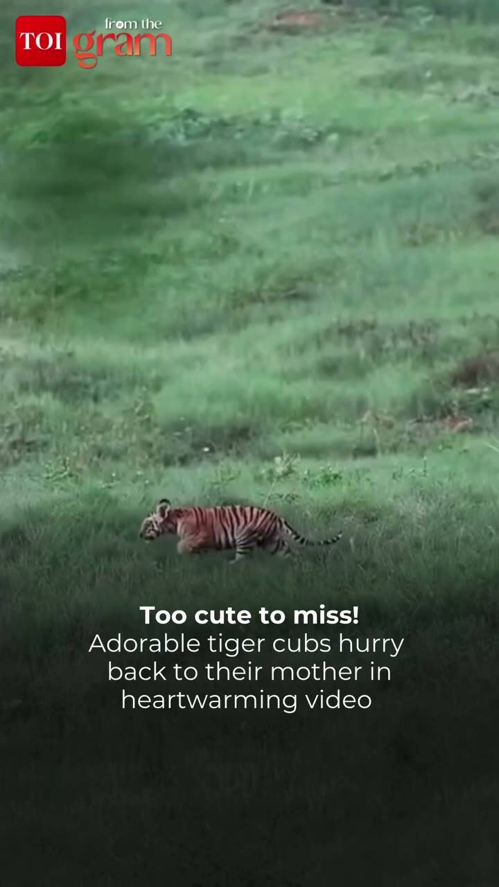 adorable-tiger-cubs-reunite-with-their-mother