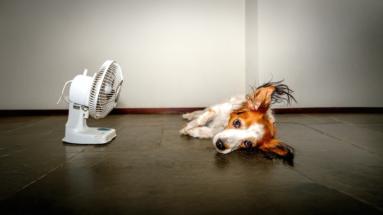 Teruglezen live-blog hitte: zomer piekt naar 37 graden!