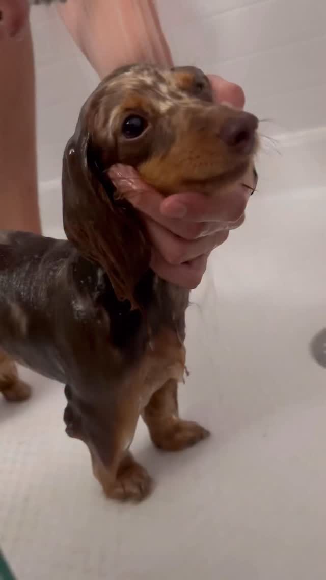 Bath time turns into a funny dachshund moment