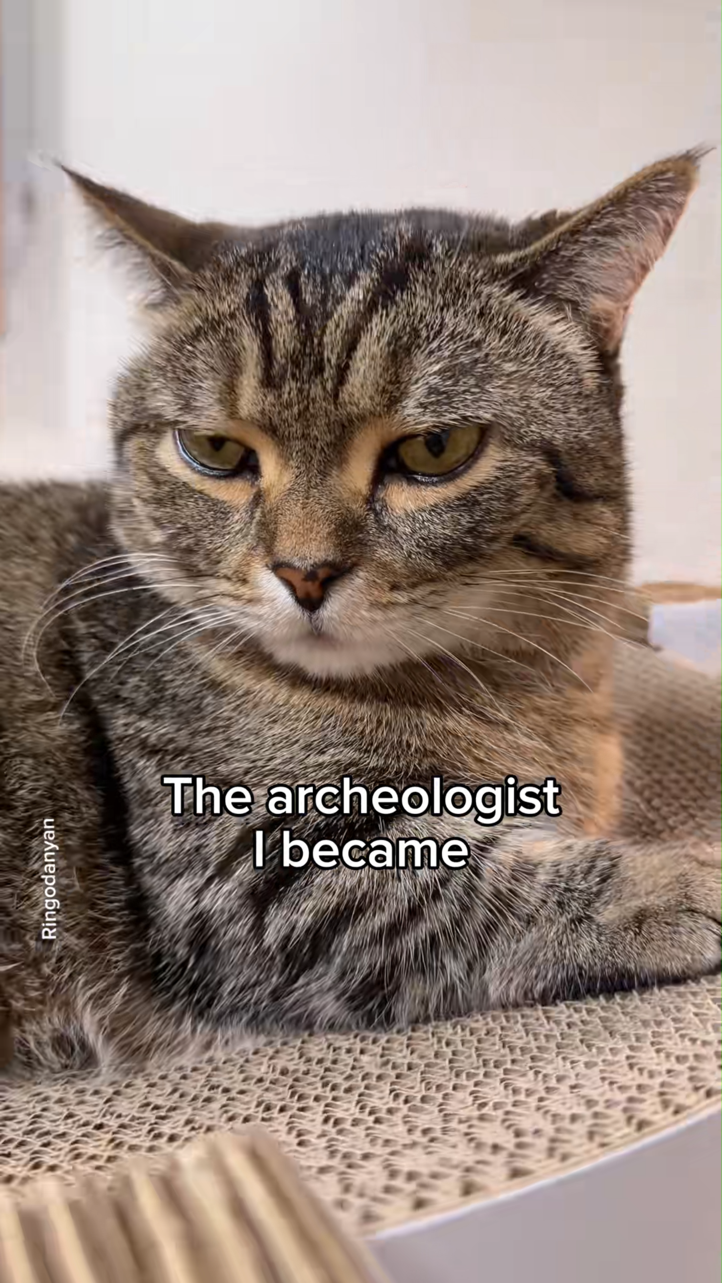Searching for gold in the litter box: A funny cat moment
