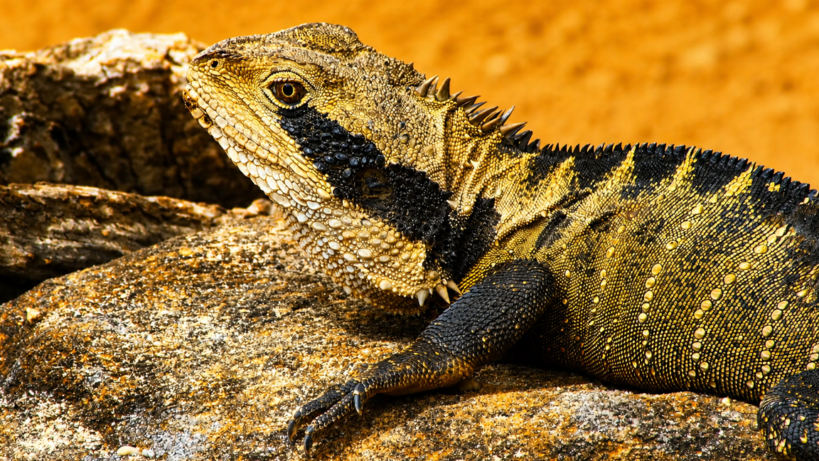 The remarkable scales and spines of a wild lizard