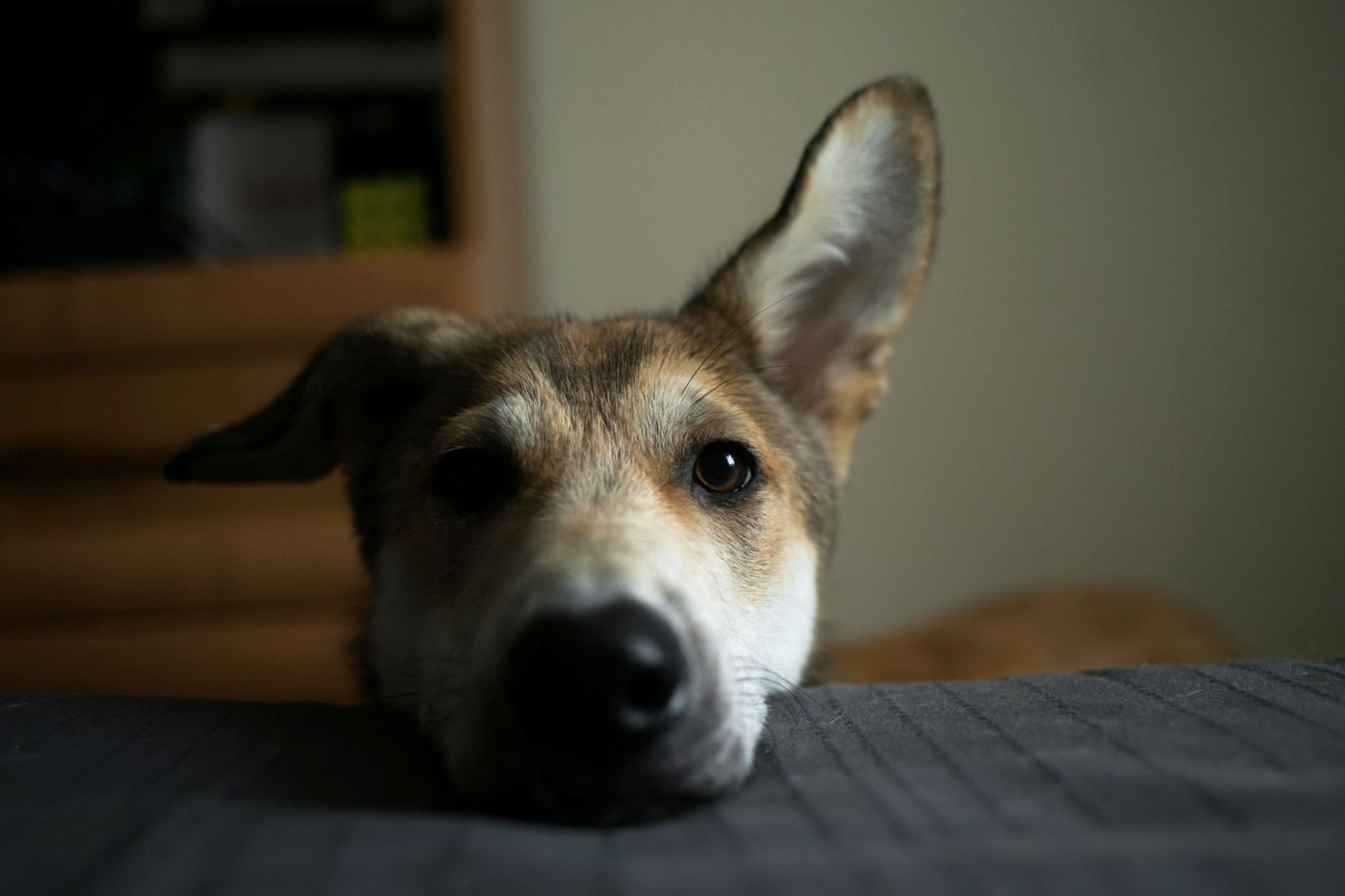 Scientists discover what happens in dogs' brains when they see your face