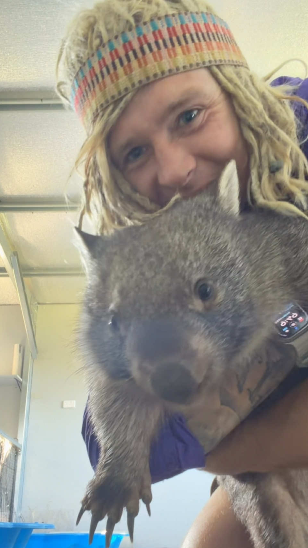 Playful wombats turn cleaning into pure chaos