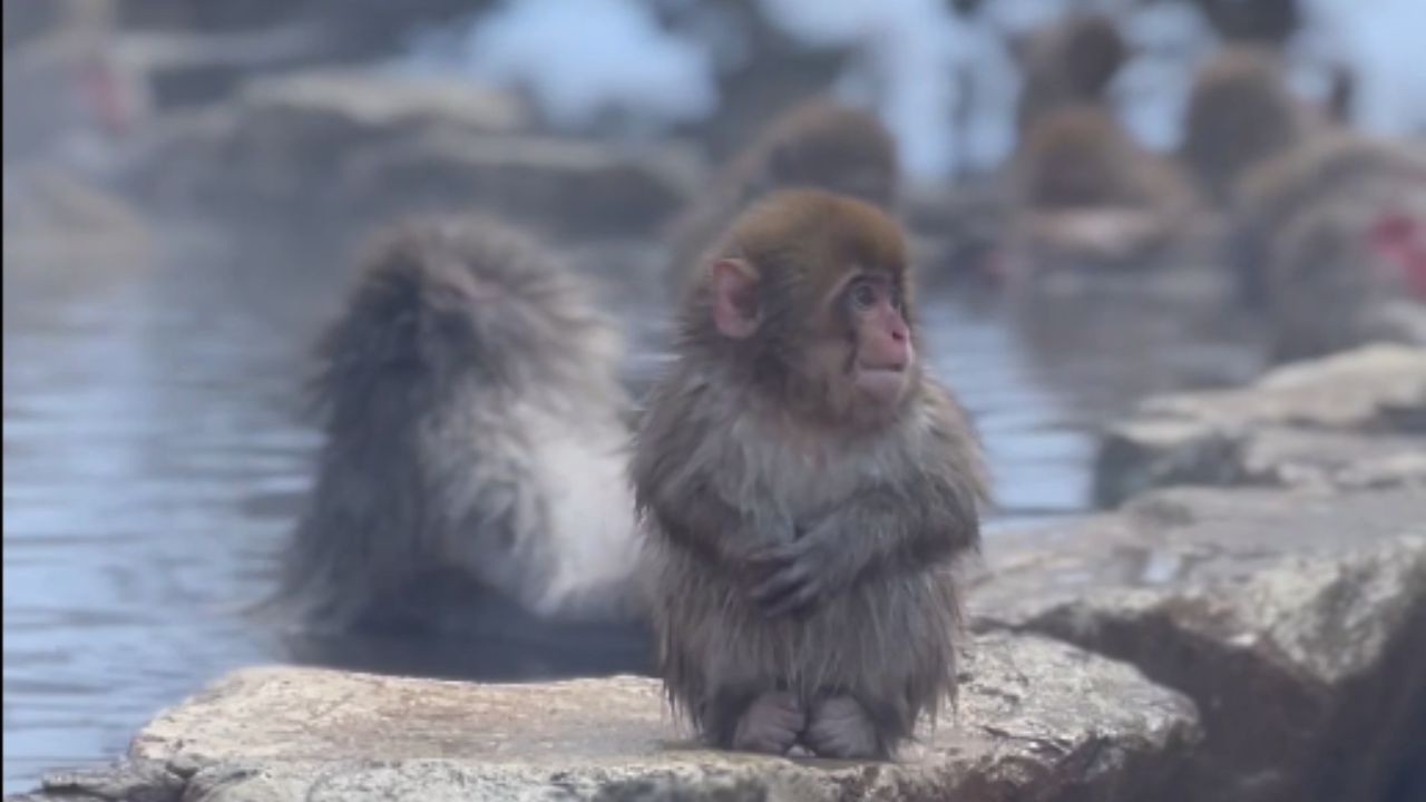 Heartwarming moment: Baby snow monkey relaxes in hot spring