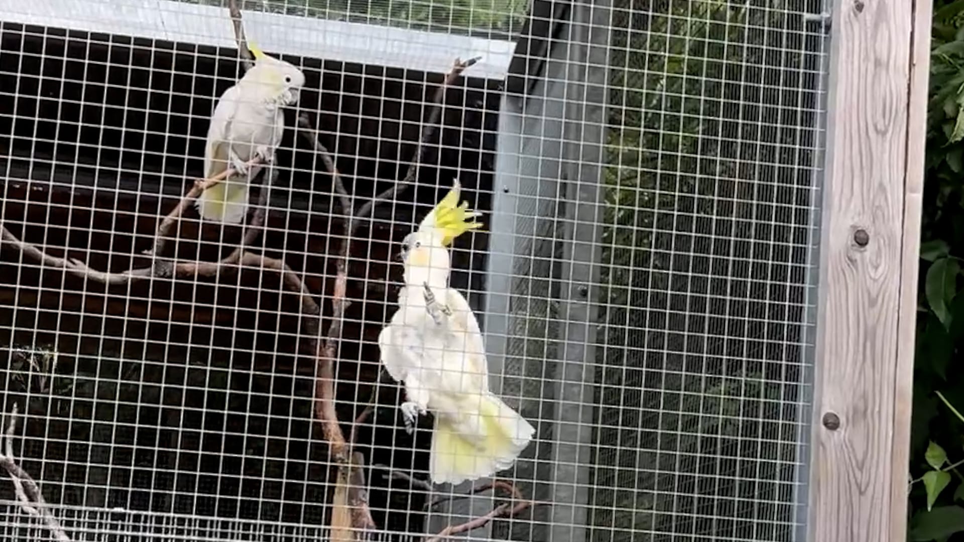 Punk rocker cockatoo caught headbanging in sync with woman