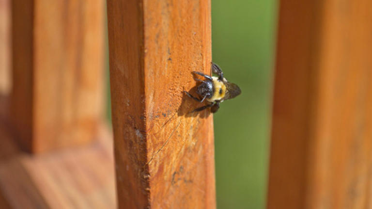 How to get rid of carpenter bees with a simple solution