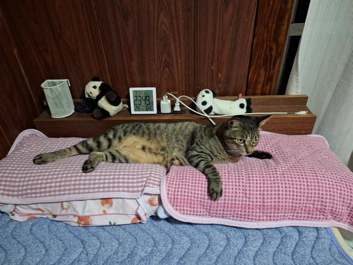 いつも猫に枕を取られるので「2つ用意」した結果…「予想外の光景」に「猫様って感じw」「素晴らしい使い方」と笑顔になる人が続出