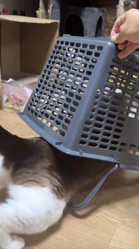 猫の前に買い物かごを用意→少し持ち上げたまま待っていると…『可愛すぎる光景』が31万再生「警戒心ゼロw」「ちょろいw」と笑う人が続出