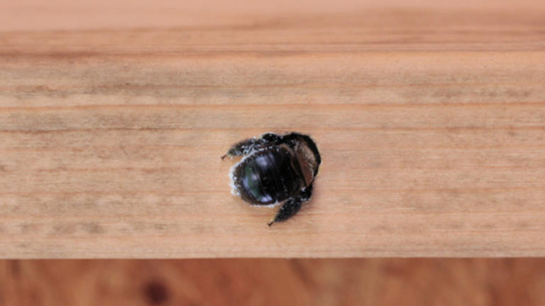 How to get rid of carpenter bees with a simple solution