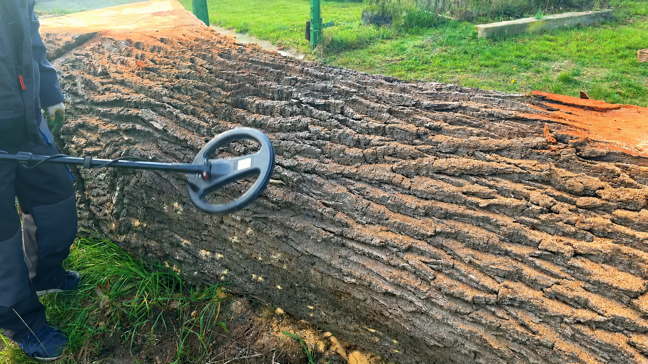 Metal detector goes wild before the first cut into this suspicious log