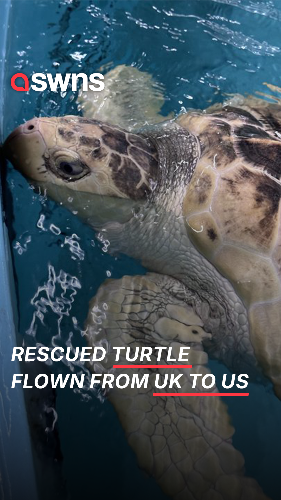 Rare turtle washed up in UK flown home to US covered in KY jelly for ...
