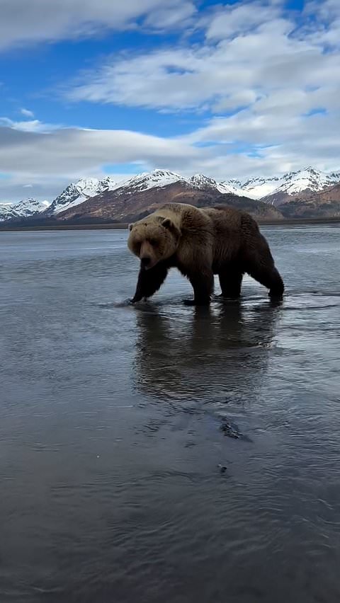 Tour group gets close view of massive brown bear